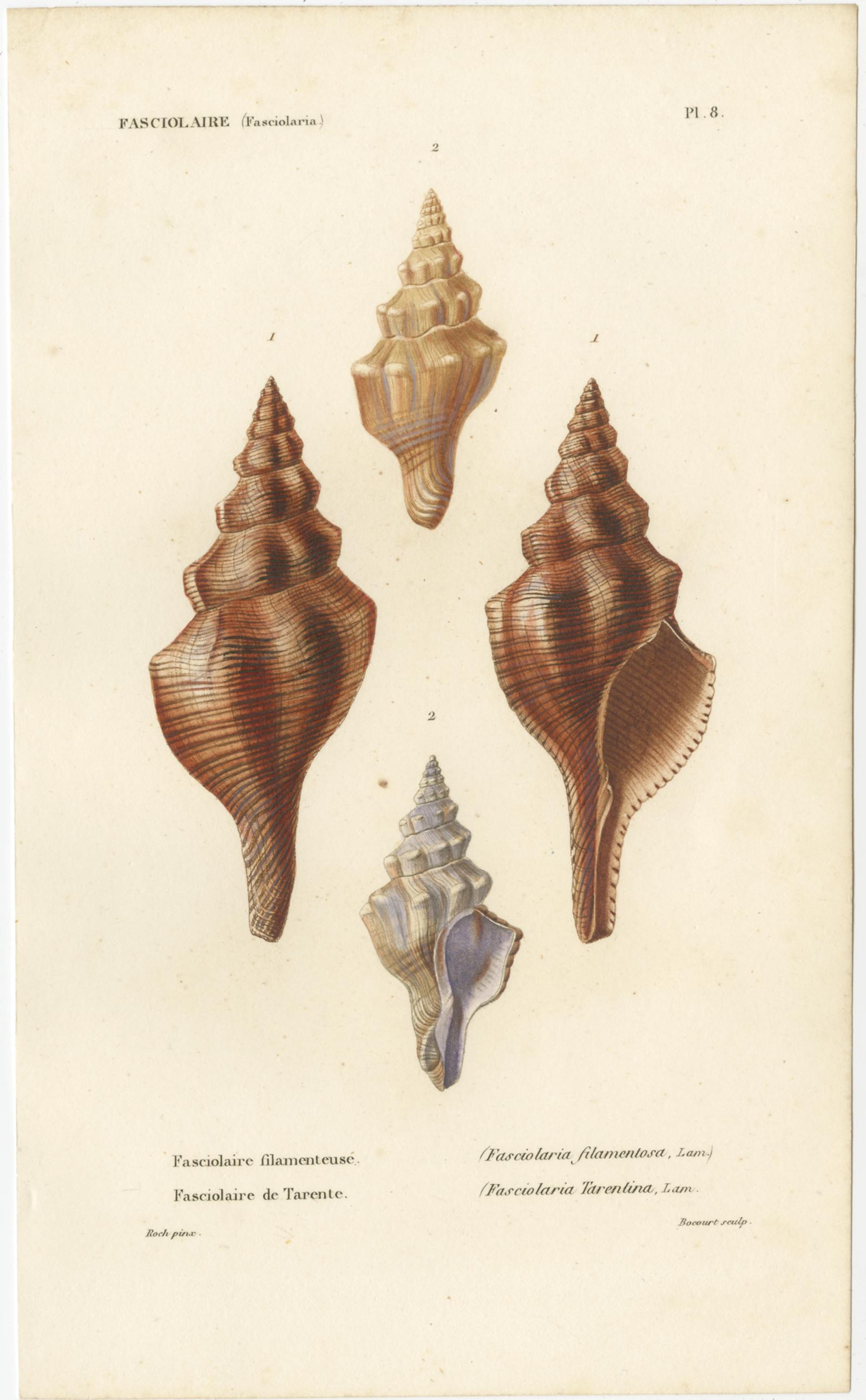 Set of two antique shell prints titled 'Fasciolaire'. These prints originate from 'Species général et iconographie des coquilles vivantes' by Louis-Charles Kiener. Published circa 1840.