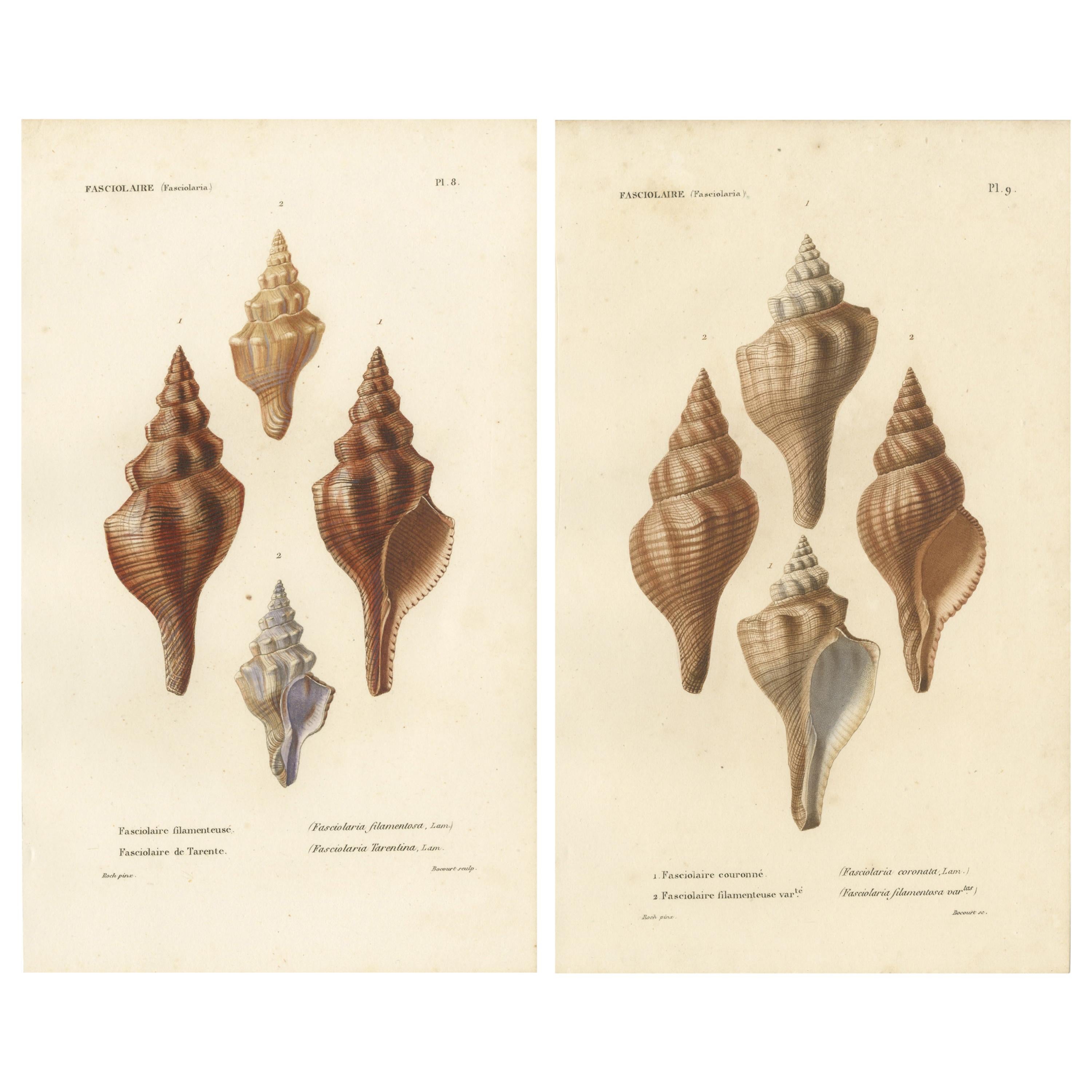 Set of 2 Antique Fasciolaria Shell Prints by Kiener 'circa 1840'