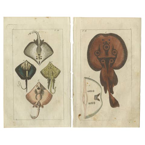Set of 2 Antique Fish Prints, Common Torpedo Ray, Skate, Stingray