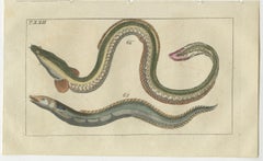 Set of 2 Antique Fish Prints - Conger Eel - Pacific Cutlassfish - Sand Eel, 1832