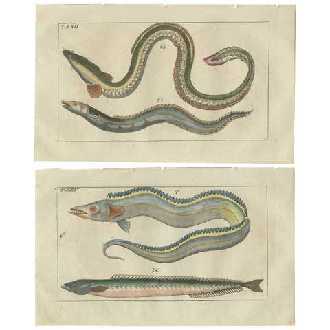 Set of 2 Antique Fish Prints - Conger Eel - Pacific Cutlassfish - Sand Eel, 1832