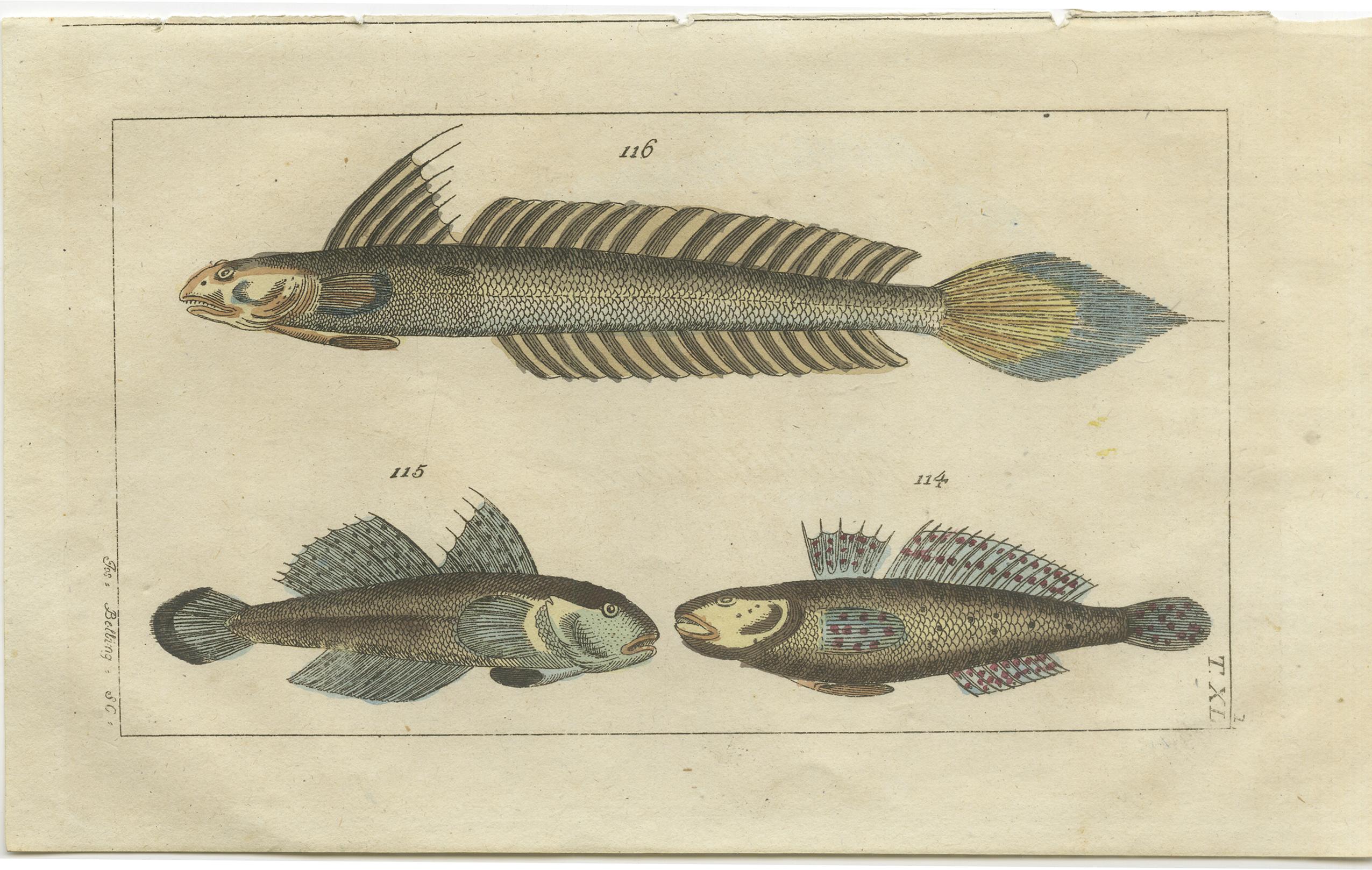 Set of two original antique fish prints. Dolphin fish or mahi mahi, Coryphaena hippurus 112, and sand tilefish, Malacanthus plumieri 113. Black goby, Gobius niger 114, 115, and highfin goby, Gobionellus oceanicus 116.

These prints originate from