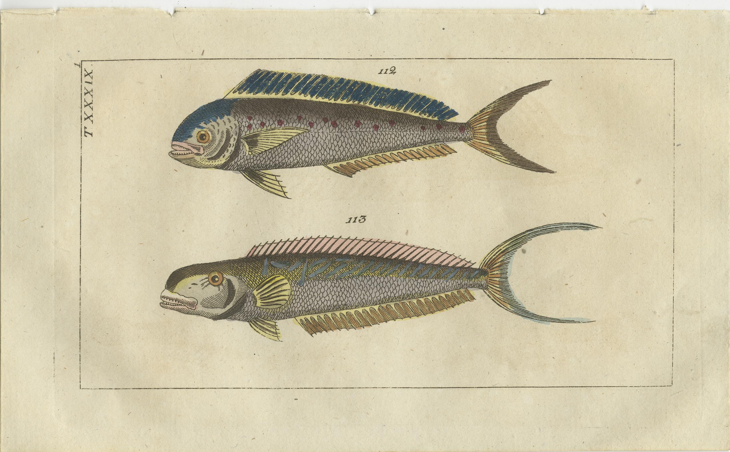Set of 2 Antique Fish Prints - Dolphin Fish - Goby - Sand Tilefish In Good Condition For Sale In Langweer, NL