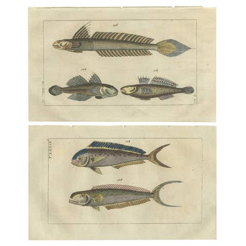Set of 2 Antique Fish Prints - Dolphin Fish - Goby - Sand Tilefish