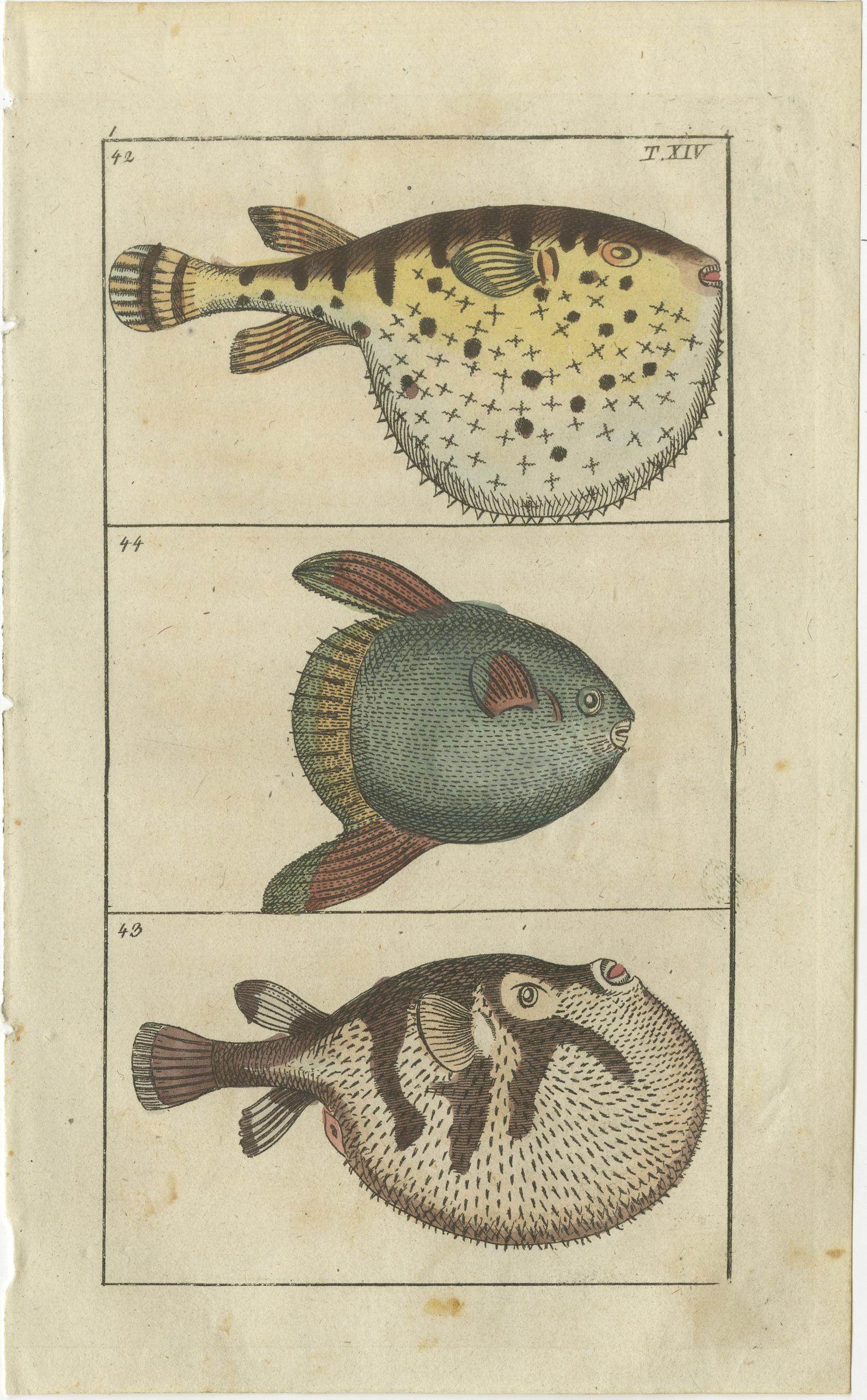Set of two original antique fish prints. Starry globefish, Tetrodon lagocephalus 42, white-spotted puffer, Arothron hispidus 43, and sun fish, Mola mola 44. Spotted burrfish, Chilomycterus reticulatus 45, Porcupinefish, Diodon hystrix 46, birdbeak