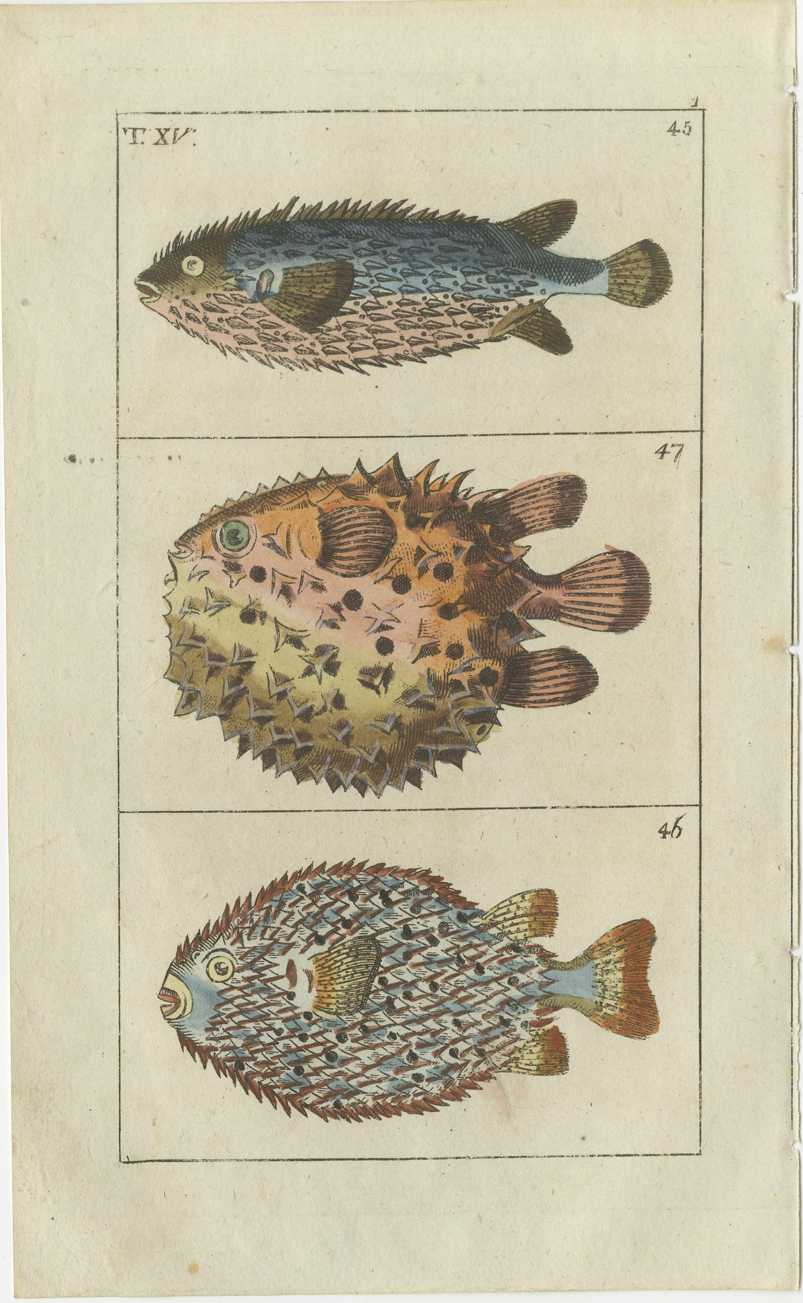 Lot de 2 gravures anciennes de poissons, poisson globe, poisson lune, ronce Bon état - En vente à Langweer, NL