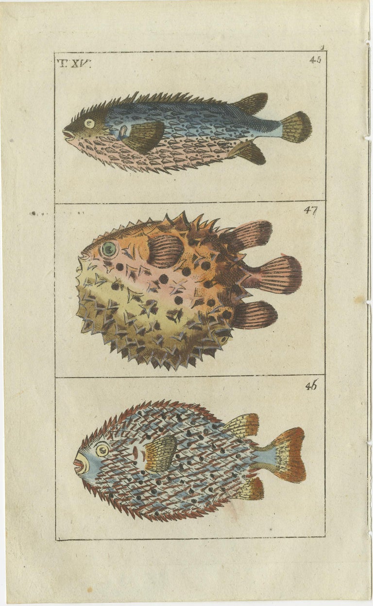 Set of 2 Antique Fish Prints, Globe Fish, Sunfish, Burrfish For Sale at ...