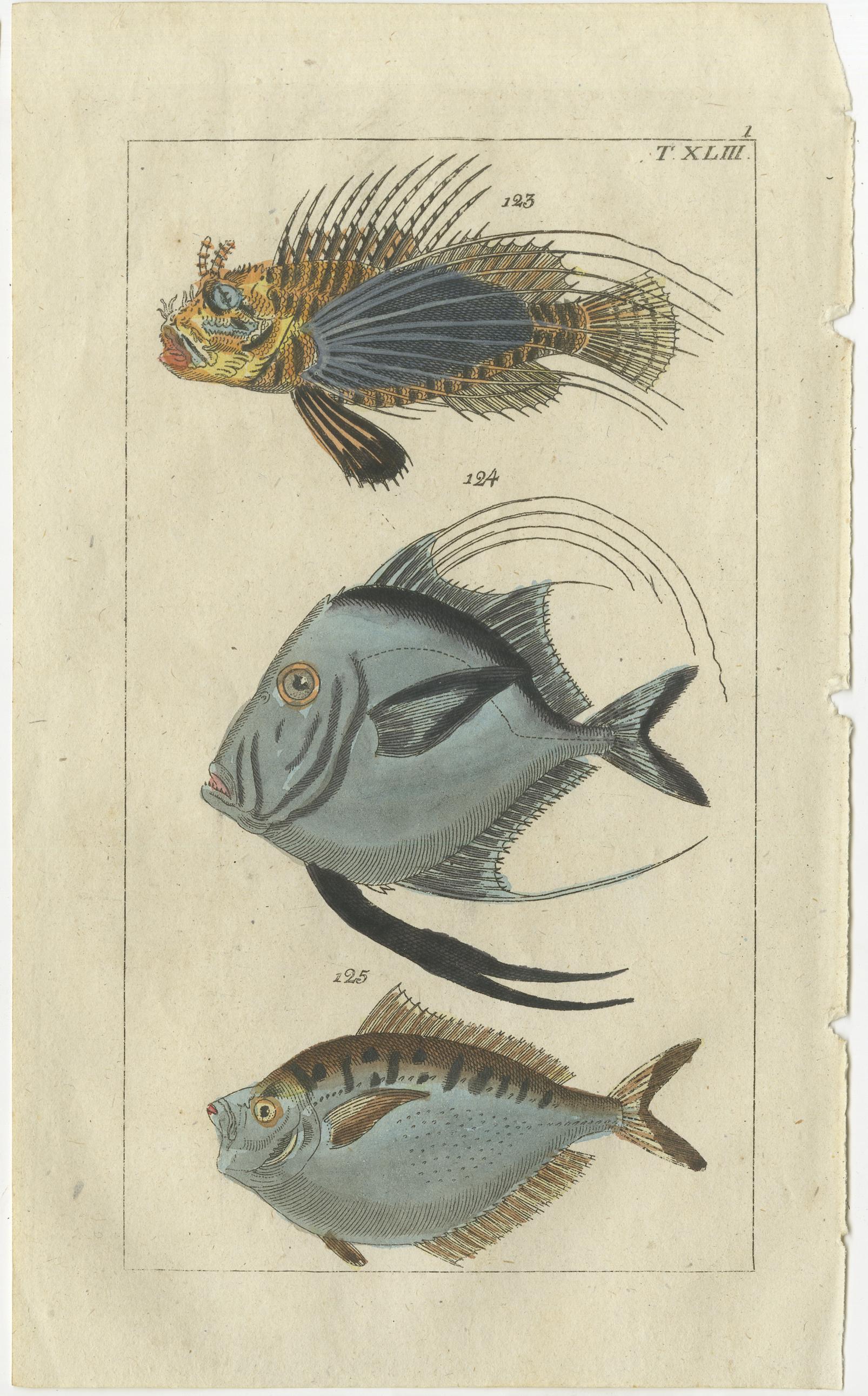 Set of two antique fish prints. Spotfin lionfish, Pterois antennata 123, lookdown, Selene vomer 124, pugnose ponyfish, Secutor insidiator 125. Black scorpion fish, Scorpaena porcus 120, estuarine stonefish, Synanceia horrida 121, and red lionfish,