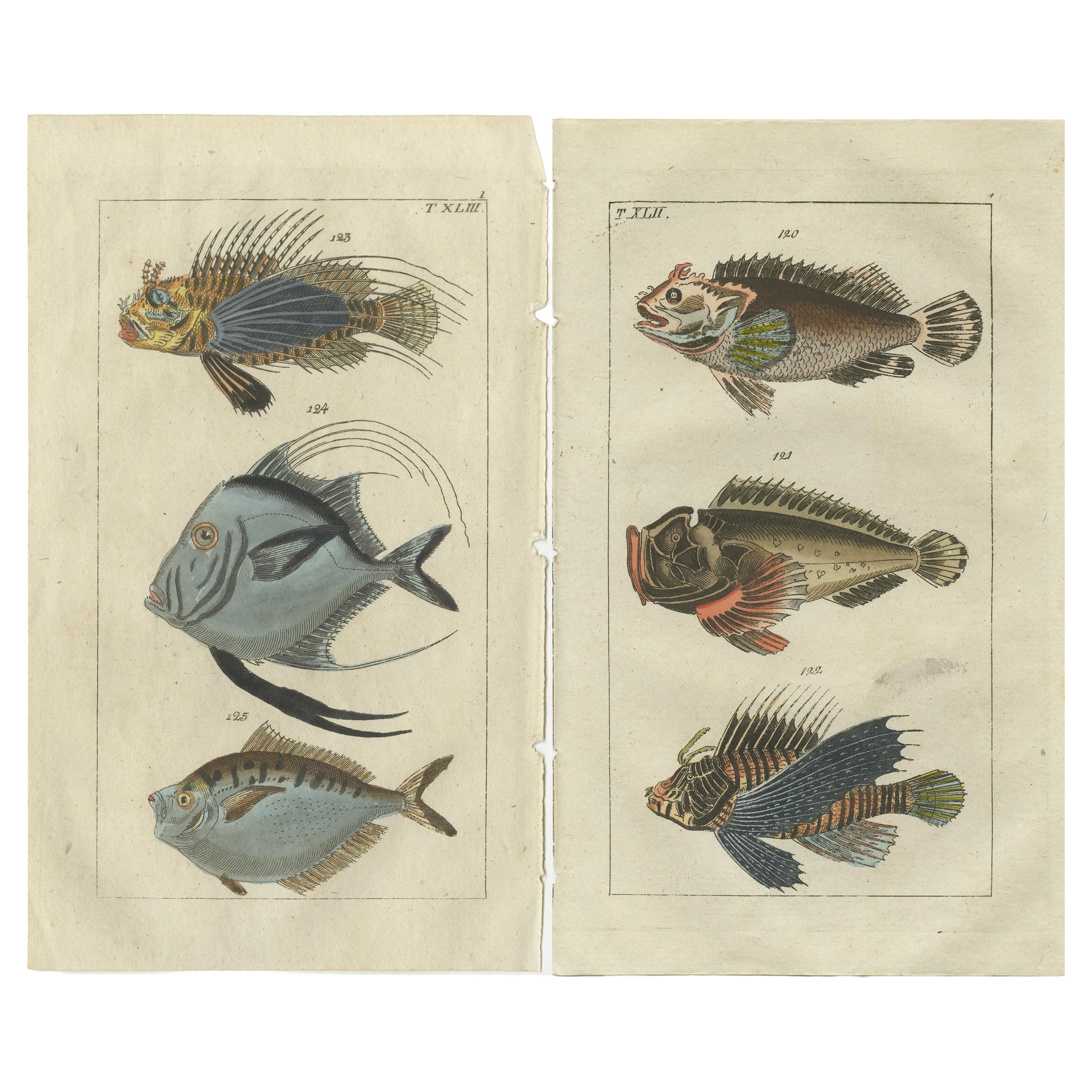 Set von 2 antiken Fischdrucken – Löwenfisch – Ponyfisch – Skorpionfisch