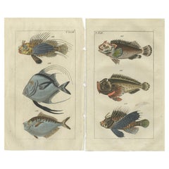 Set von 2 antiken Fischdrucken – Löwenfisch – Ponyfisch – Skorpionfisch