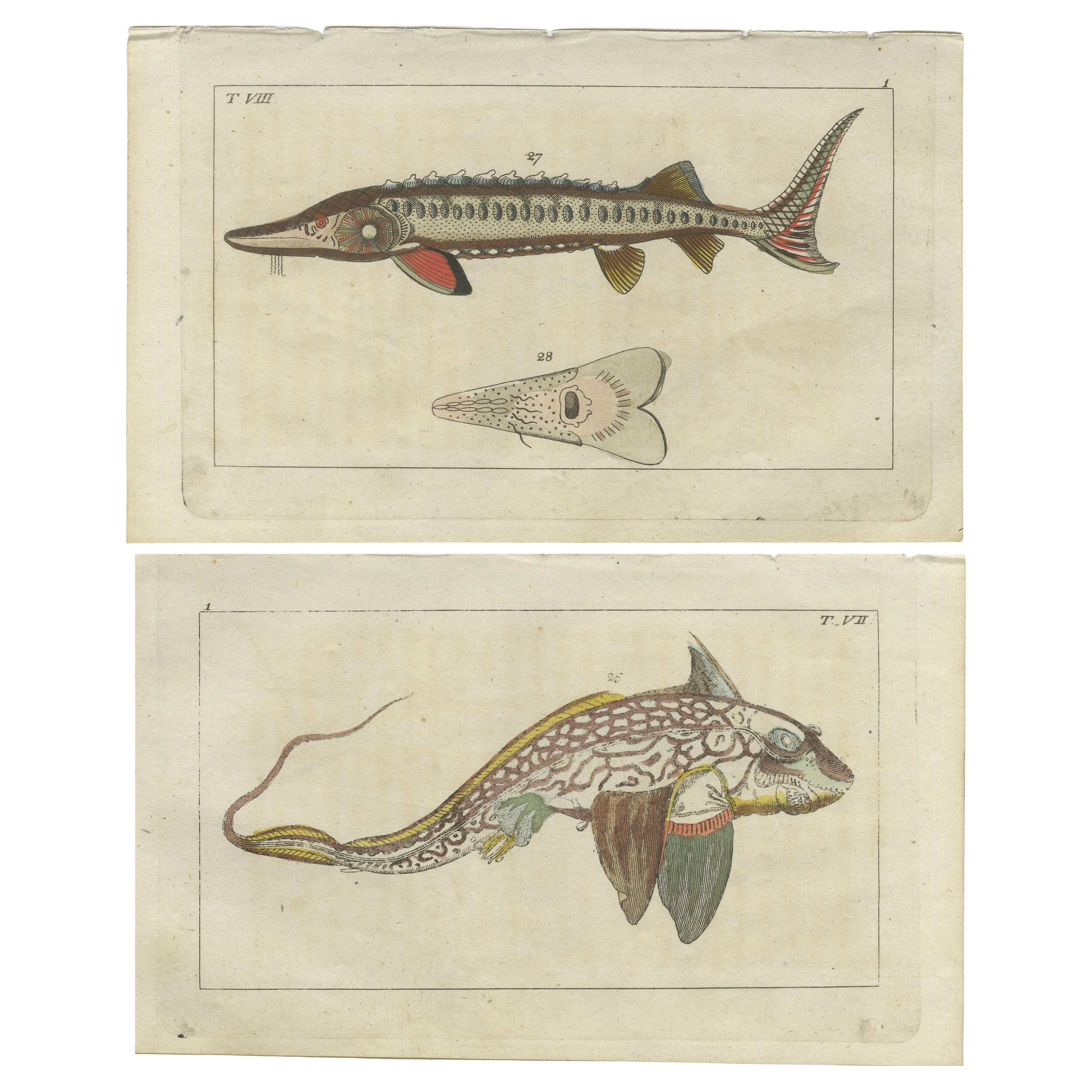 Ensemble de 2 imprimés de poissons anciens - Étoile de mer - Sturgeon