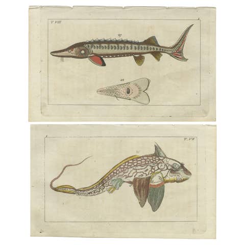 Set of 2 Antique Fish Prints - Ratfish - Sea Sturgeon