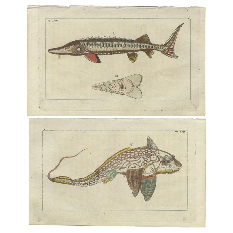 Set of 2 Antique Fish Prints - Ratfish - Sea Sturgeon For Sale at 1stDibs