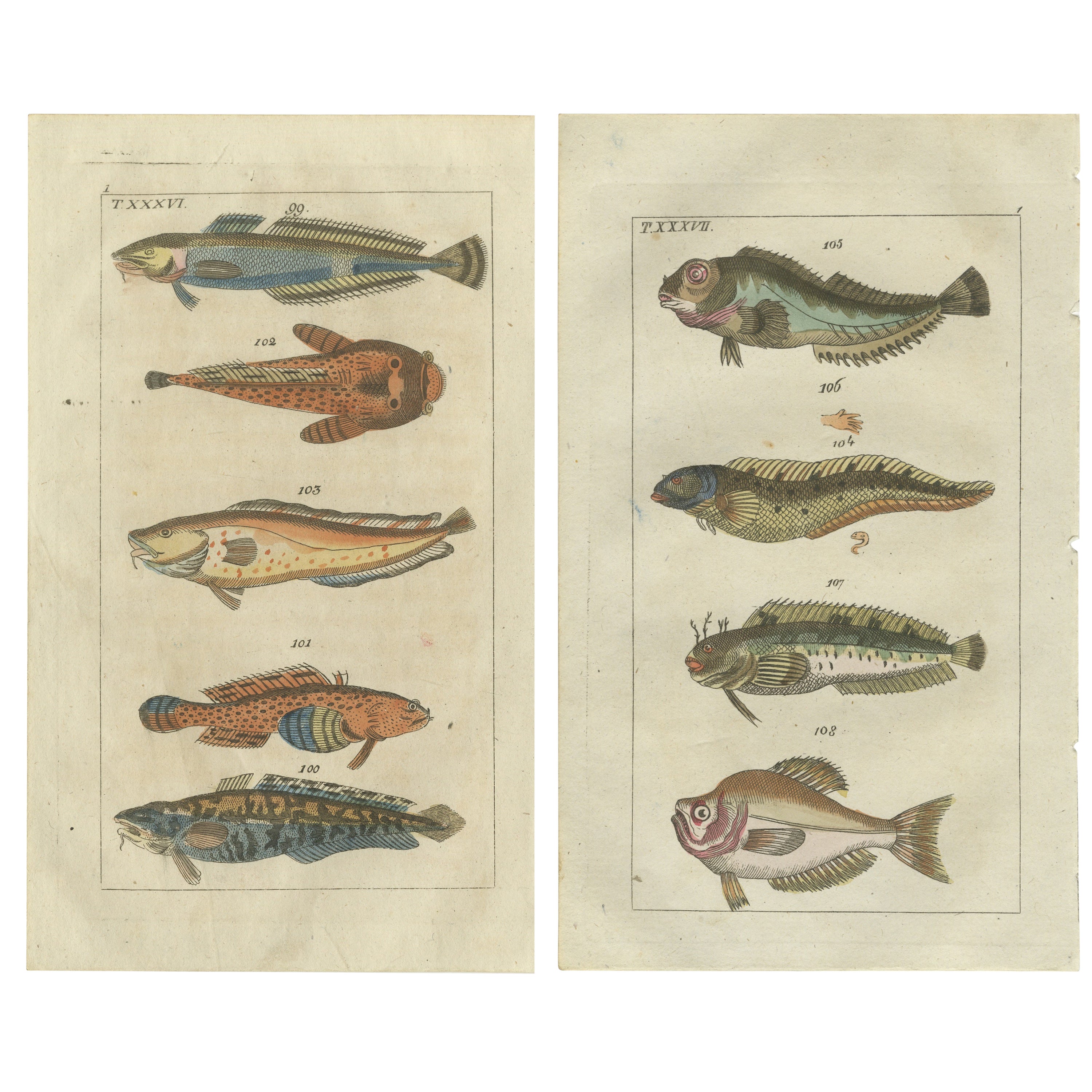 Ensemble de 2 imprimés de poissons anciens - Viviparus - Oyster Toadfish - Tusk Fish en vente