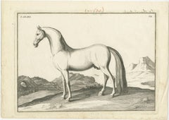 Set of 2 Antique Horse Prints:  l'Arabe & Le Barbe