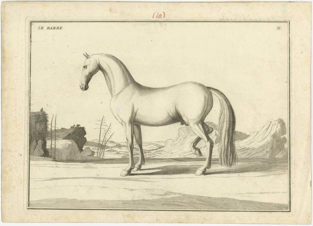 Set of 2 Antique Horse Prints: l'Arabe & Le Barbe, 1739