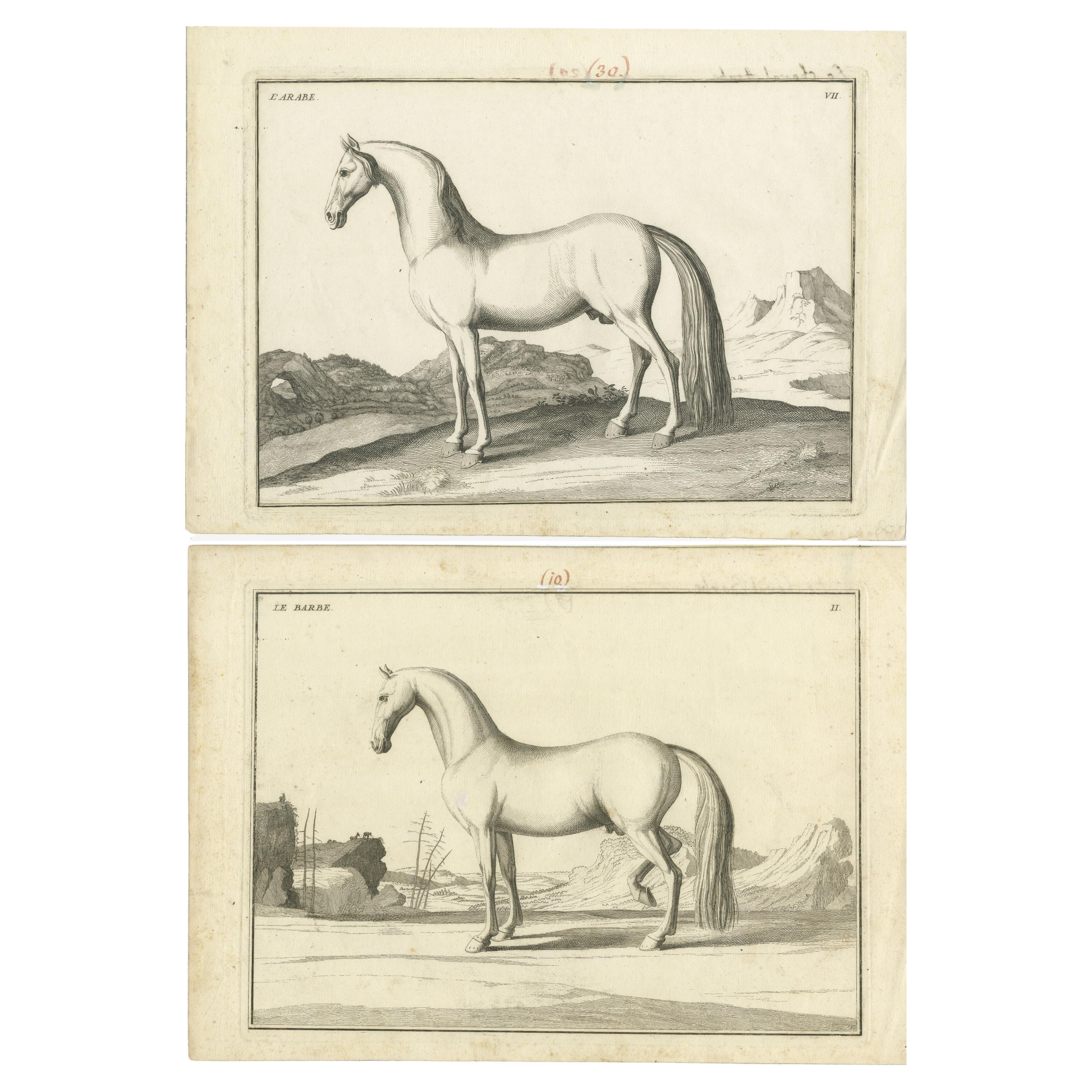 Set di 2 stampe antiche di cavalli:  l'Arabe & Le Barbe