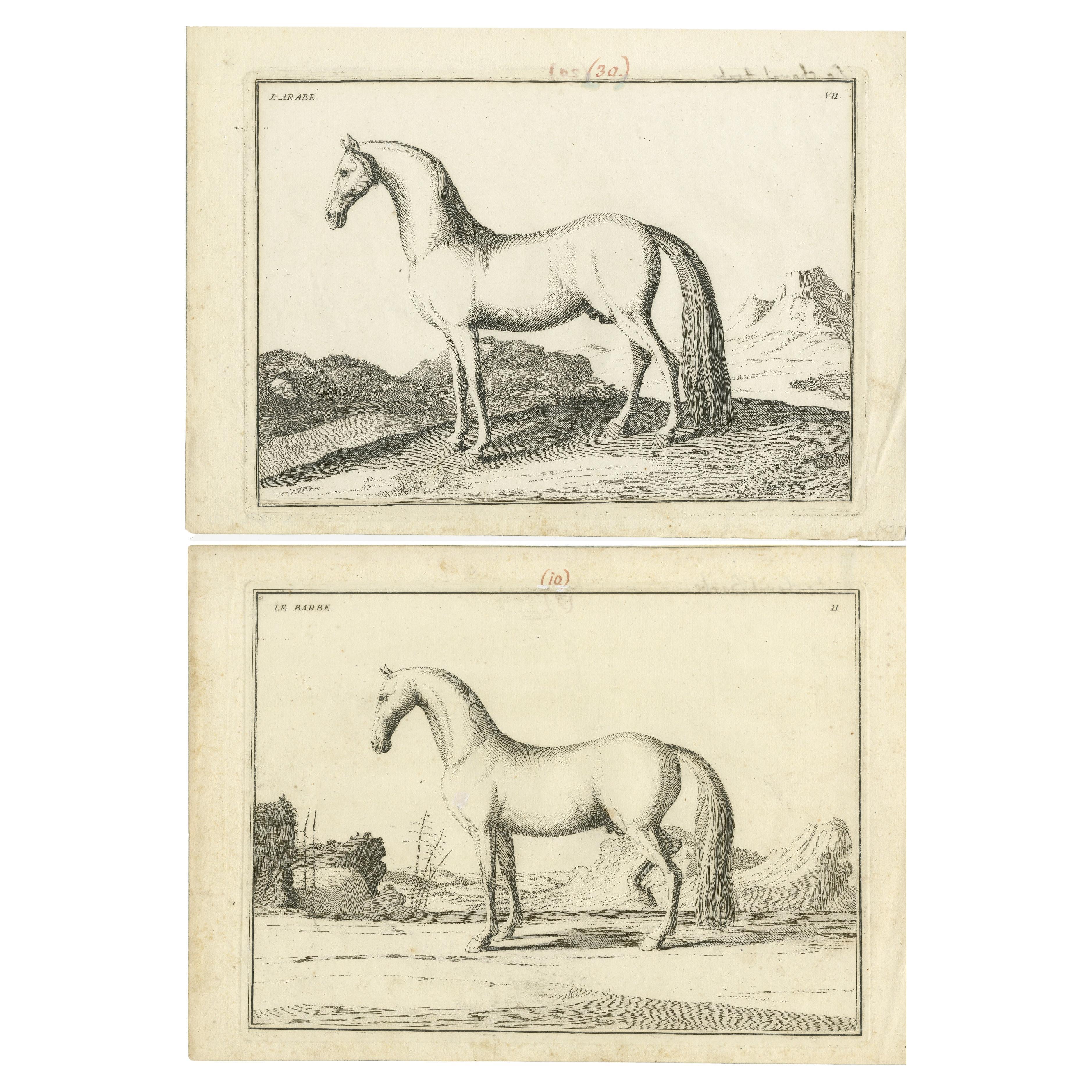 Set of 2 Antique Horse Prints:  l'Arabe & Le Barbe For Sale