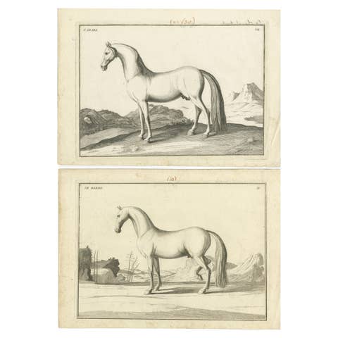 Set of 2 Antique Horse Prints: l'Arabe & Le Barbe, 1739