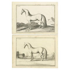 Set von 2 antiken Pferdedrucken:  l'Arabe & Le Barbe