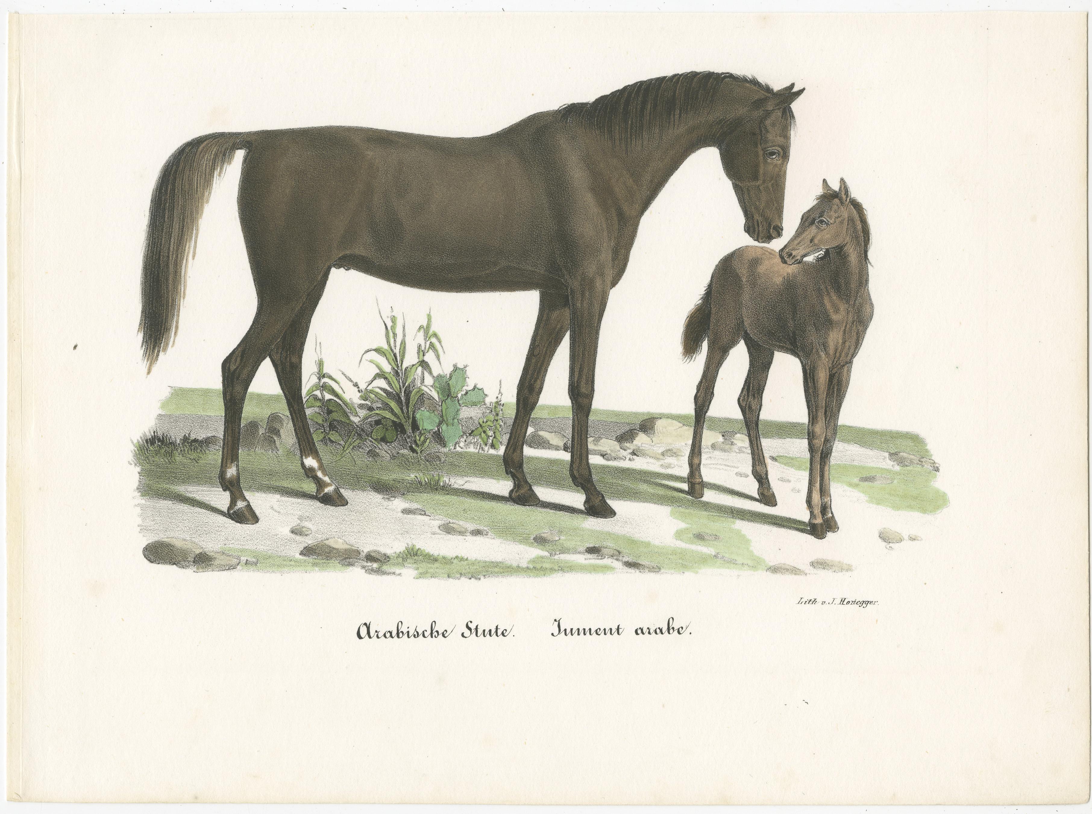 darley horse 1850