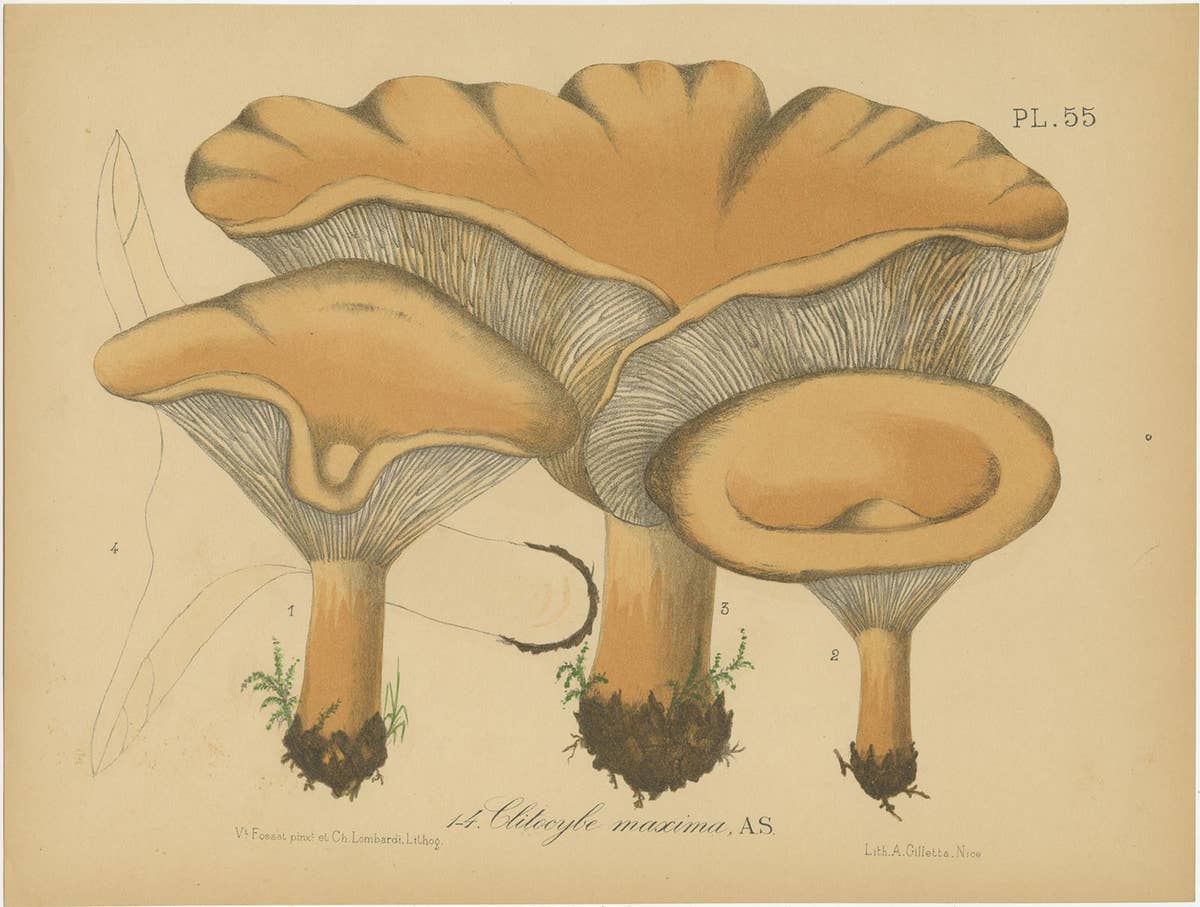 Set of 2 Antique Mycology Prints of Various Fungi by Barla, circa 1890