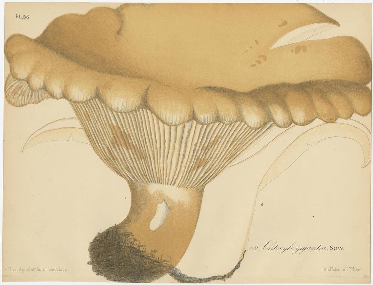 Set of 2 Antique Mycology Prints of Various Fungi by Barla, circa 1890