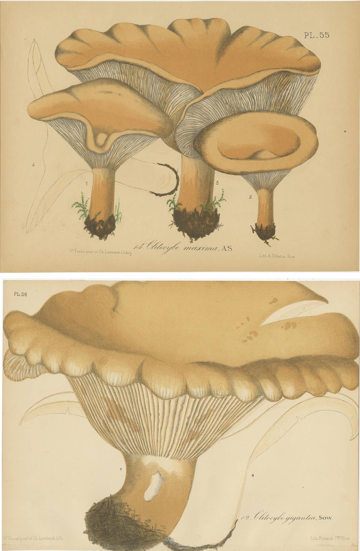 Set of 2 Antique Mycology Prints of Various Fungi by Barla, circa 1890