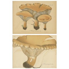 Ensemble de 2 estampes anciennes de mycologie de divers Fungi par Barla, vers 1890