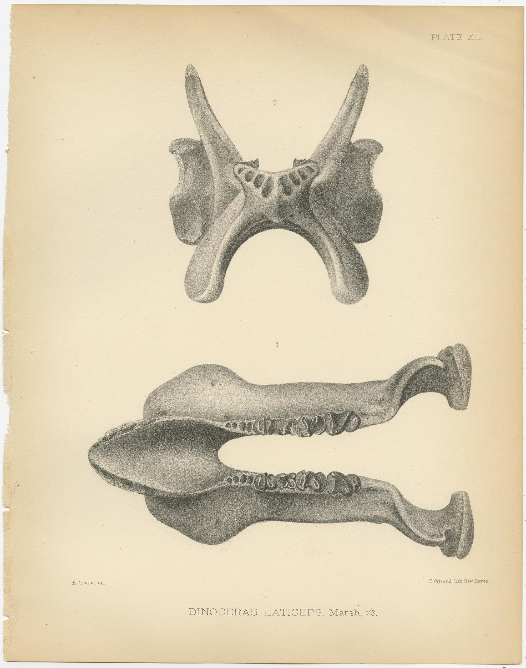 Set of two antique prints titled 'Dinoceras Laticeps'. Original lithograph of the lower jaw of a Dinoceras Laticeps, a large extinct mammal. This print originates from volume 10 of 'Monographs of the United States Geological Survey' by Othniel
