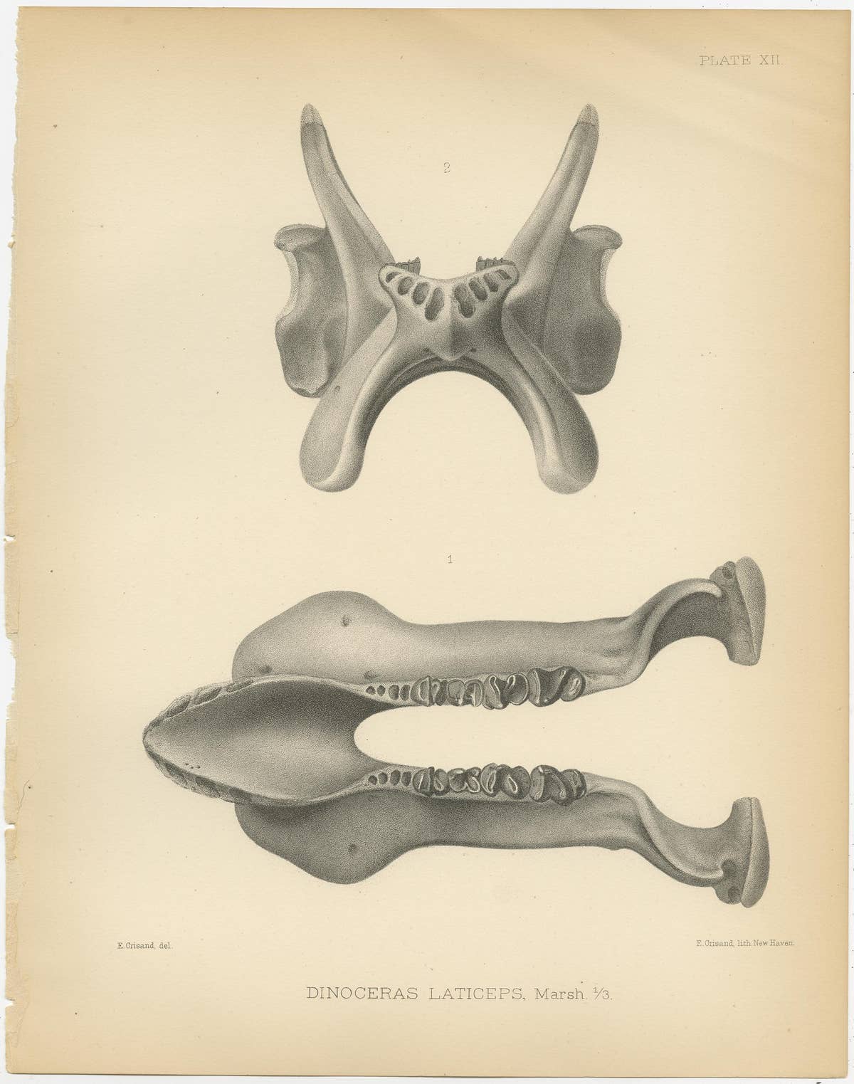 Set of 2 Antique Paleontology Prints of a Dinoceras Laticeps by Marsh, 1886