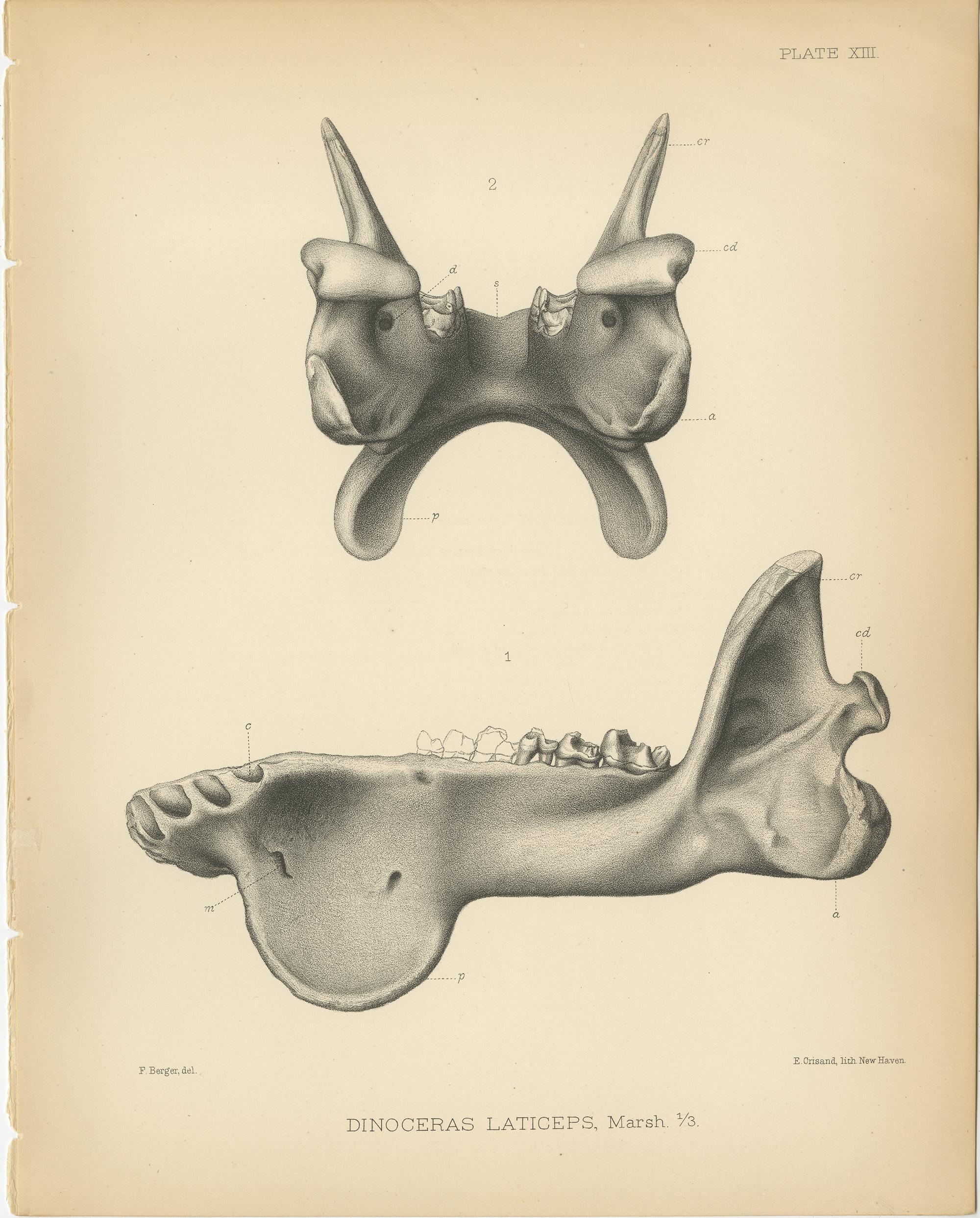Set of 2 Antique Paleontology Prints of a Dinoceras Laticeps by Marsh, 1886 In Fair Condition For Sale In Langweer, NL