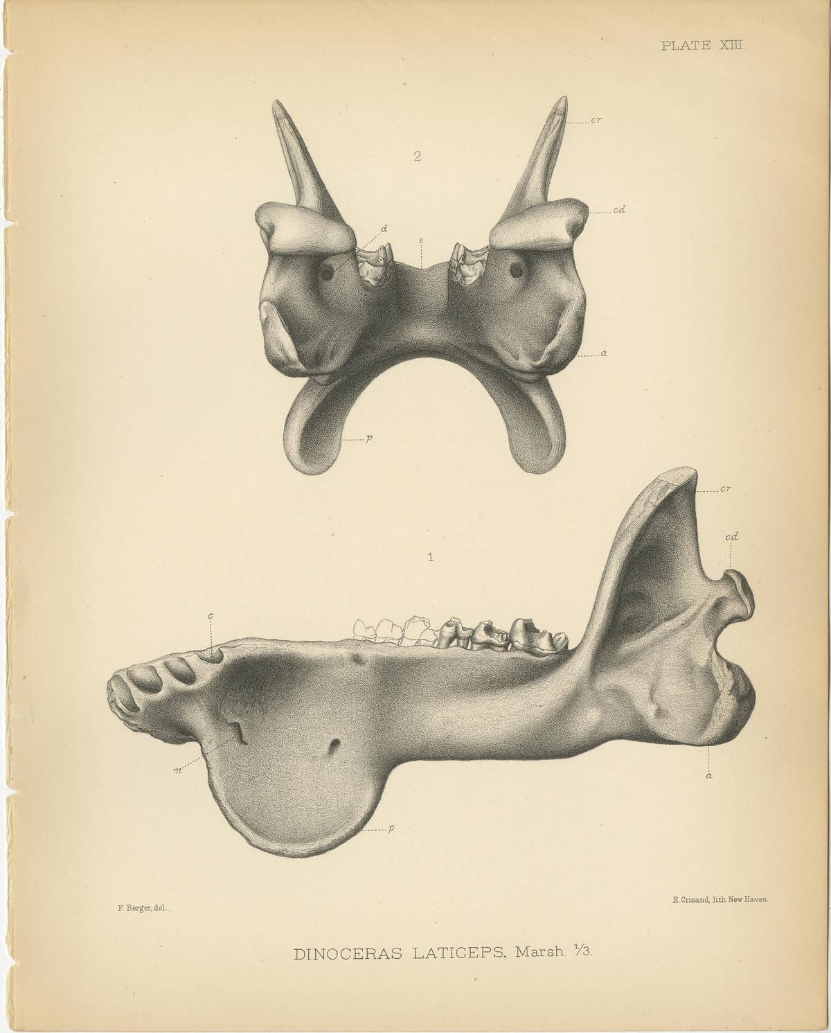 Set of 2 Antique Paleontology Prints of a Dinoceras Laticeps by Marsh, 1886