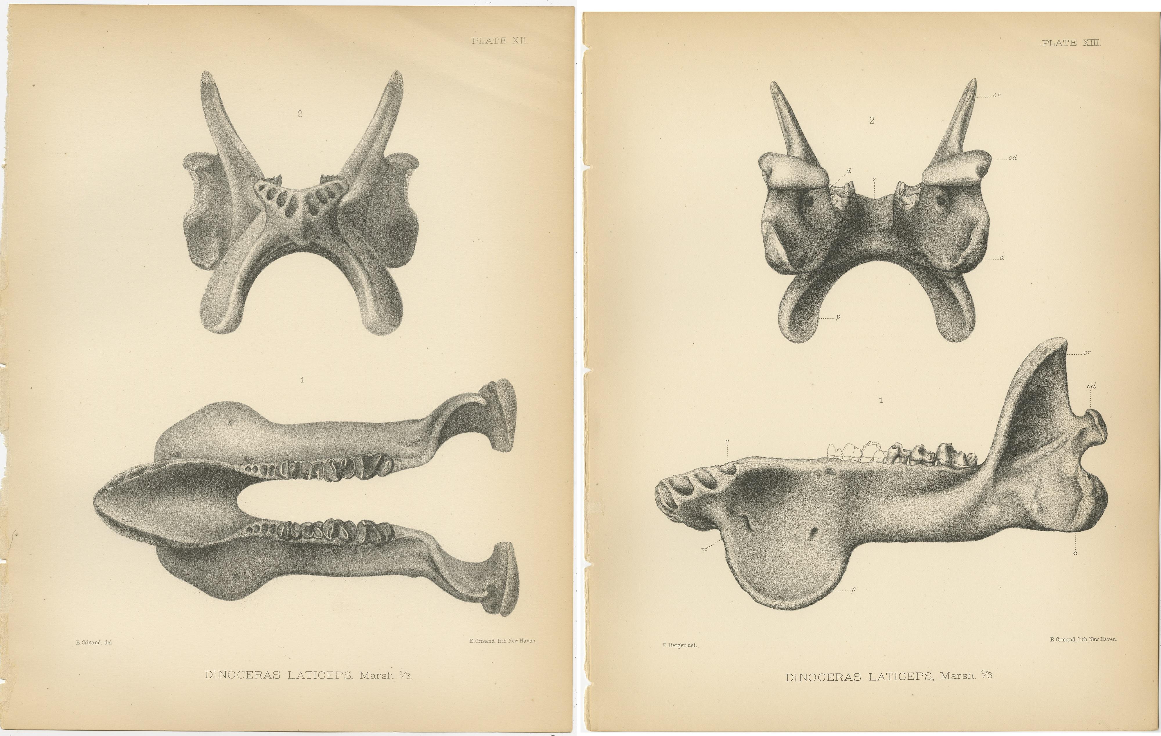 19th Century Set of 2 Antique Paleontology Prints of a Dinoceras Laticeps by Marsh, 1886 For Sale