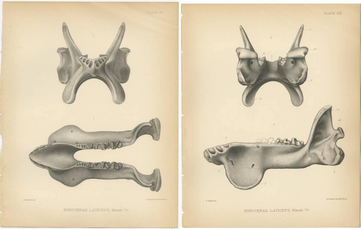 Set of 2 Antique Paleontology Prints of a Dinoceras Laticeps by Marsh, 1886