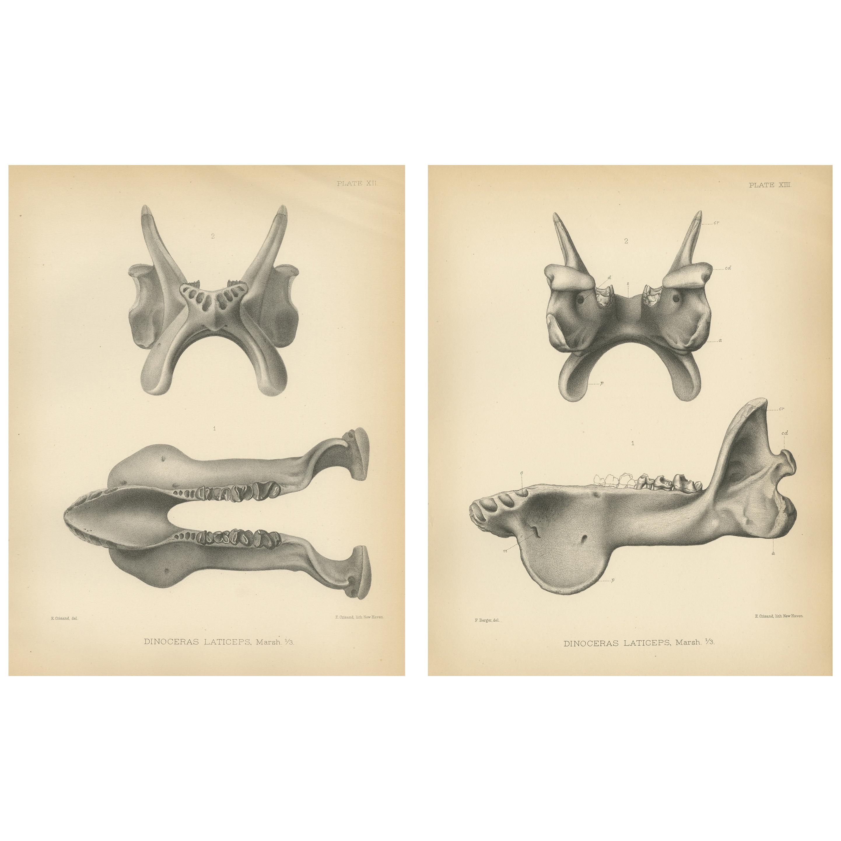 Set of 2 Antique Paleontology Prints of a Dinoceras Laticeps by Marsh, 1886 For Sale