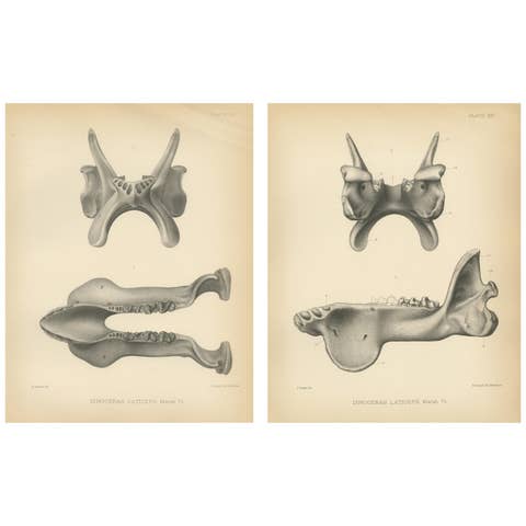Set of 2 Antique Paleontology Prints of a Dinoceras Laticeps by Marsh, 1886