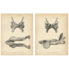 Set of 2 Antique Paleontology Prints of a Dinoceras Laticeps by Marsh, 1886