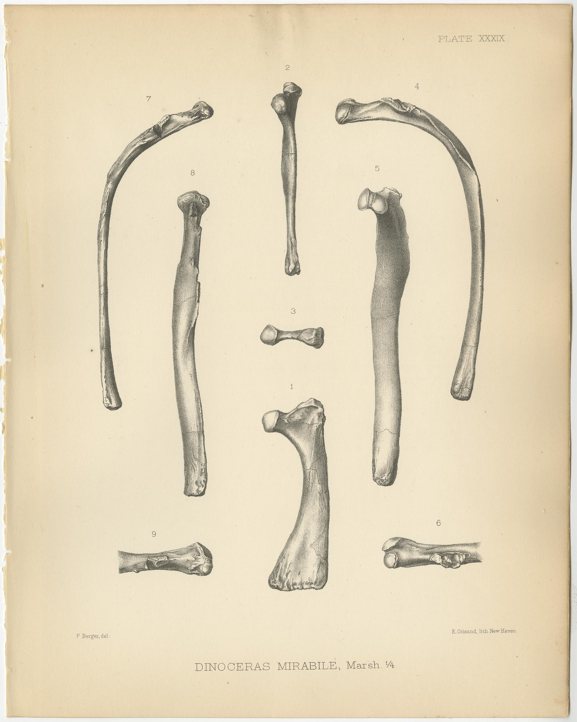 Set of two antique prints titled 'Dinoceras Mirabile'. Original lithograph of the ribs and sternum of a Dinoceras Mirabile, an extinct genus of herbivorous mammal. This print originates from volume 10 of 'Monographs of the United States Geological