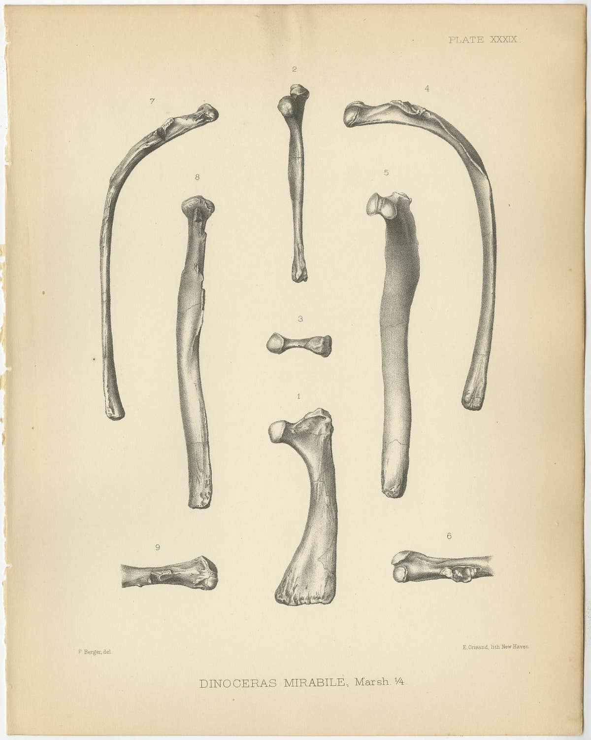 Set of 2 Antique Paleontology Prints of a Dinoceras Mirabile by Marsh, 1886
