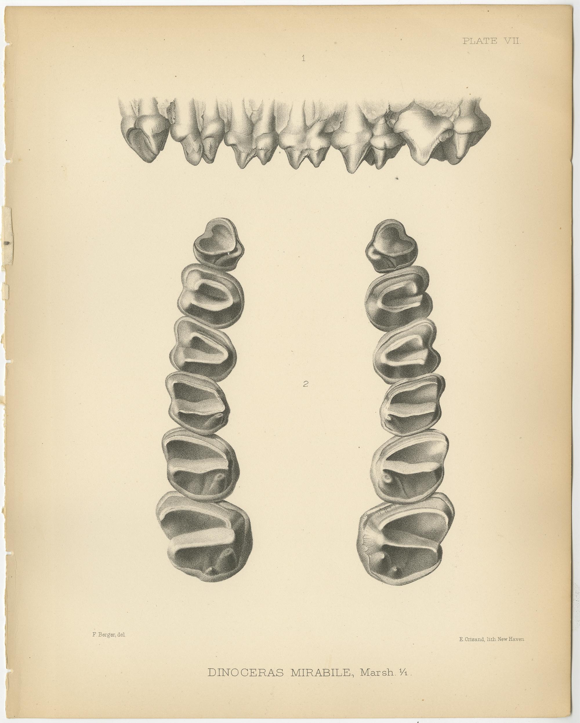 Set of two antique prints titled 'Dinoceras Mirabile'. Original lithograph of the molars, lower jaw and teeth of a Dinoceras Mirabile, an extinct genus of herbivorous mammal. This print originates from volume 10 of 'Monographs of the United States