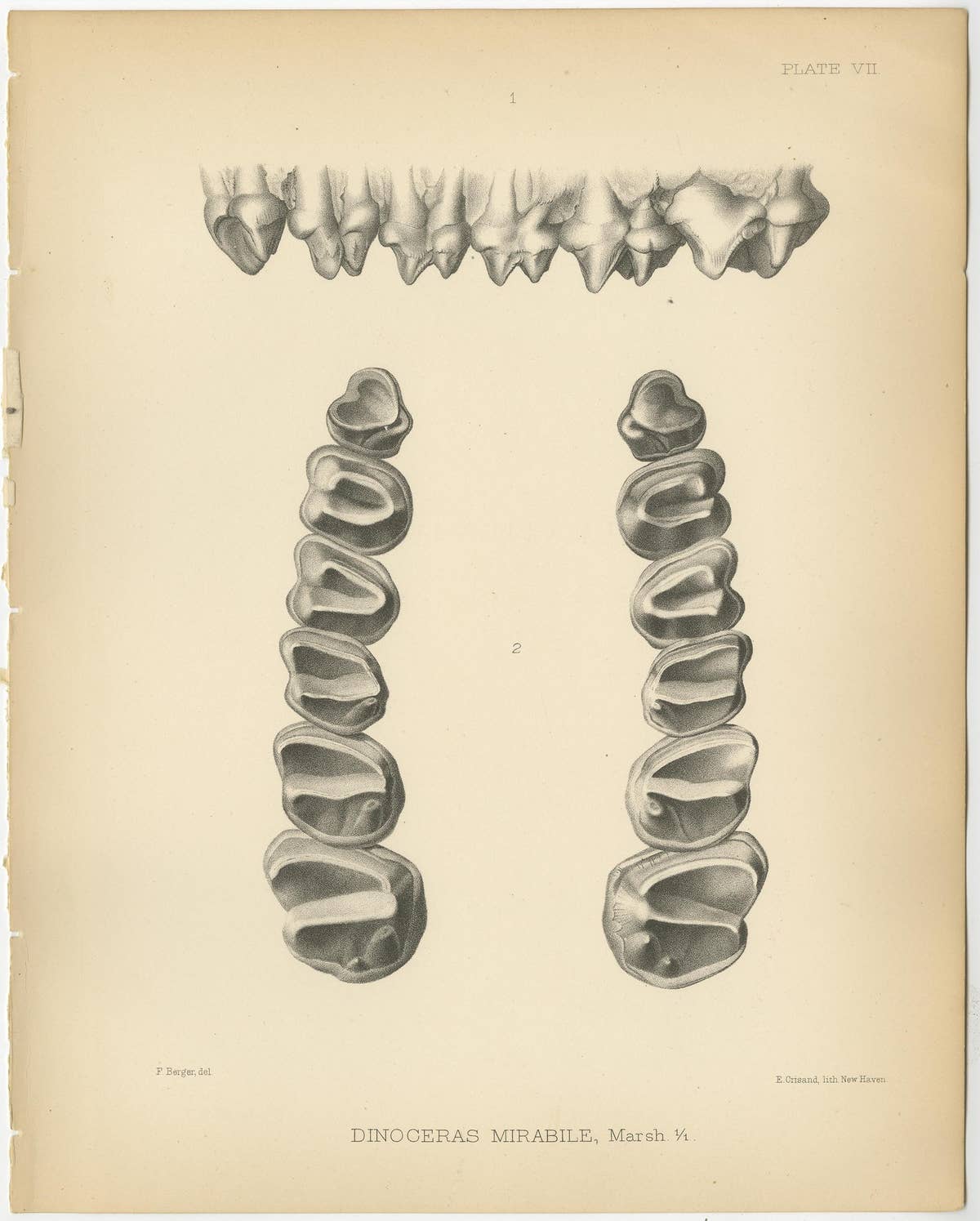 Set of 2 Antique Paleontology Prints of a Dinoceras Mirabile by Marsh '1886'