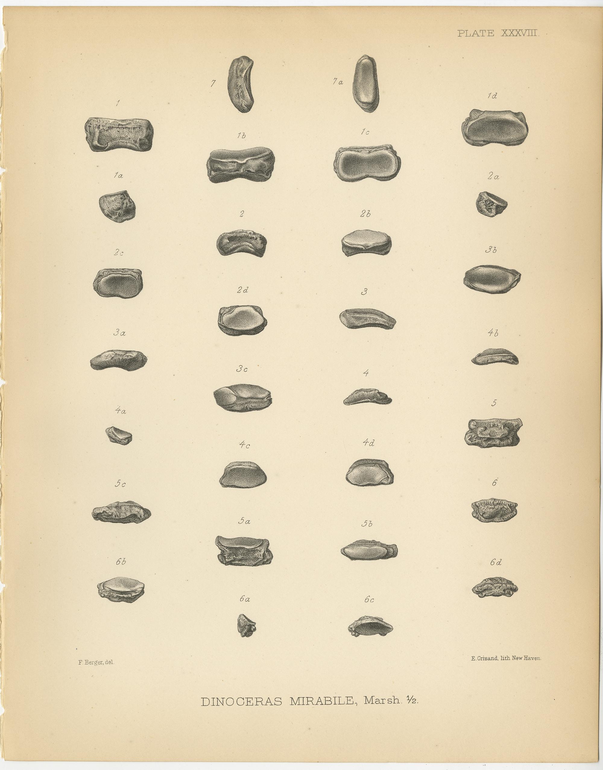 Satz von zwei antiken Drucken mit dem Titel 'Dinoceras Mirabile'. Original-Lithografie der Phalangen eines Dinoceras Mirabile, einer ausgestorbenen Gattung pflanzenfressender Säugetiere. Dieser Druck stammt aus Band 10 der 