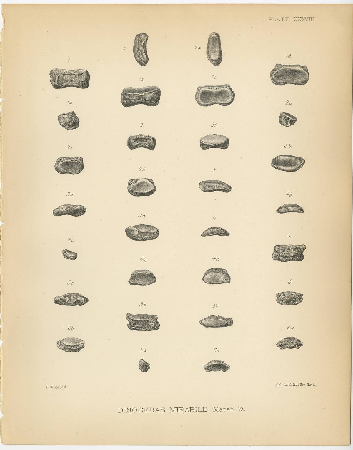 Set of 2 Antique Paleontology Prints of a Dinoceras Mirabile by Marsh, 1886