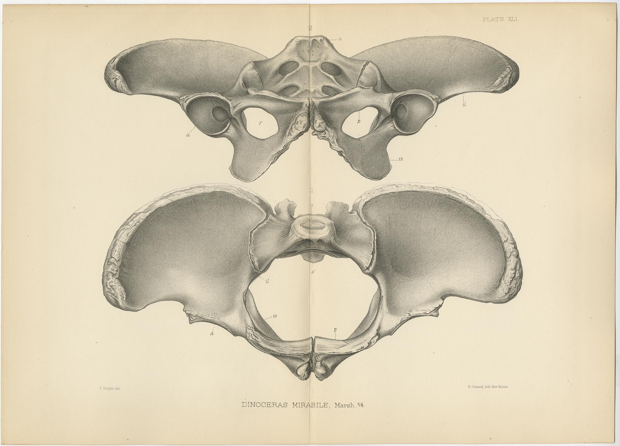 Set of two antique prints titled 'Dinoceras Mirabile'. Original lithograph of the pelvis of a Dinoceras Mirabile, an extinct genus of herbivorous mammal. This print originates from volume 10 of 'Monographs of the United States Geological Survey' by