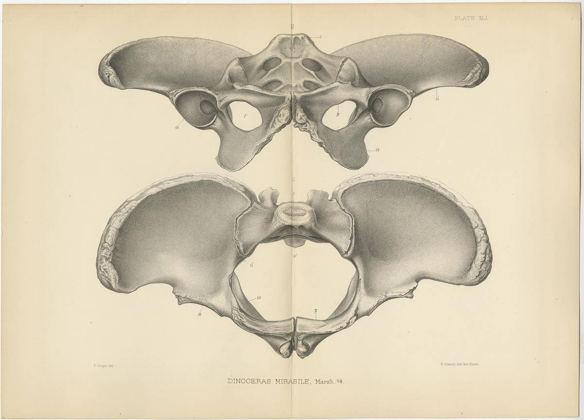 Set of 2 Antique Paleontology Prints of a Dinoceras Mirabile by Marsh, 1886