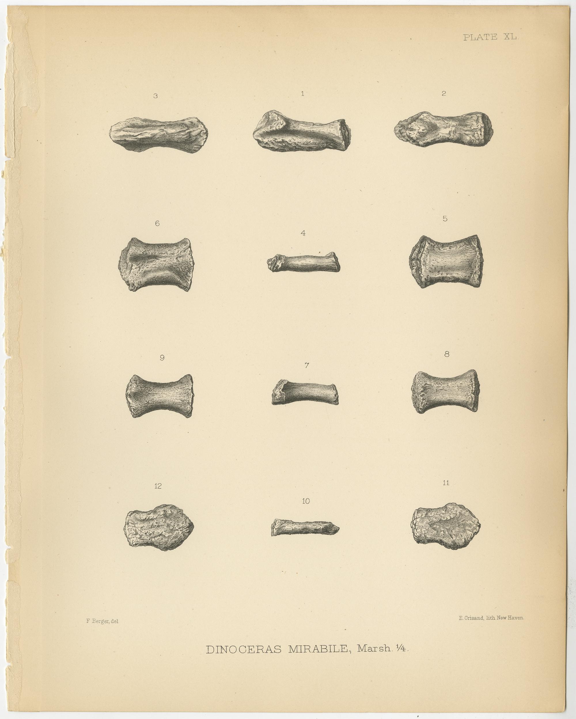 Set of 2 Antique Paleontology Prints of a Dinoceras Mirabile by Marsh, 1886 In Good Condition For Sale In Langweer, NL