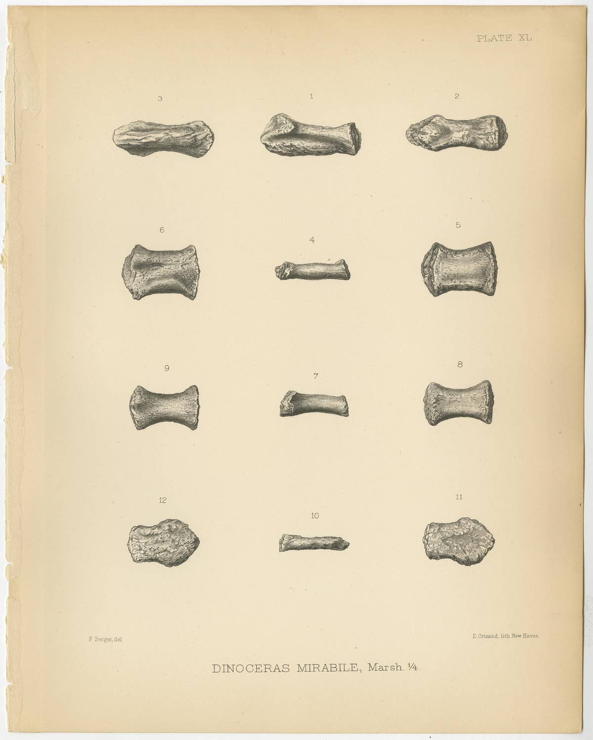 Set of 2 Antique Paleontology Prints of a Dinoceras Mirabile by Marsh, 1886