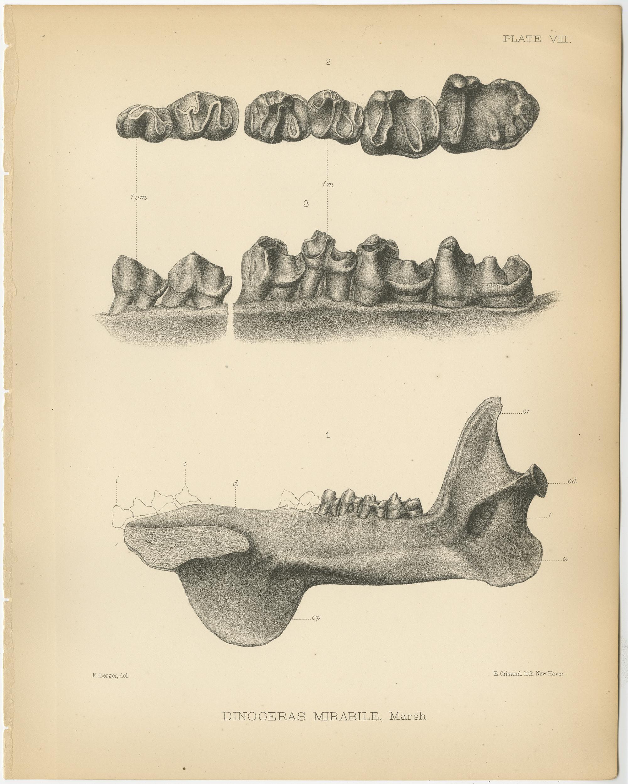 Set of 2 Antique Paleontology Prints of a Dinoceras Mirabile by Marsh '1886' In Good Condition For Sale In Langweer, NL