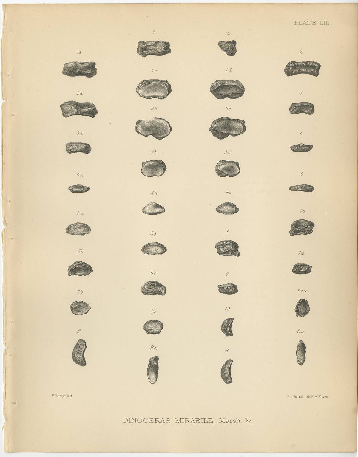 Set of 2 Antique Paleontology Prints of a Dinoceras Mirabile by Marsh, 1886